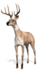 stag animated-images-gif